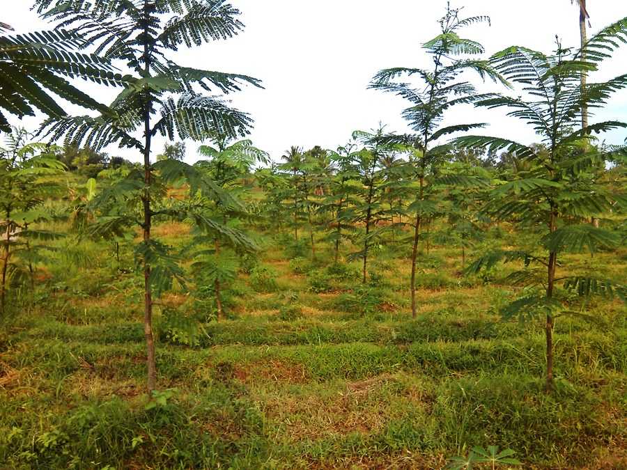 pemeliharaan hutan tanaman rakyat bajra bumi nusantara 3