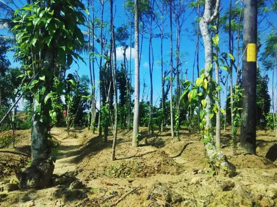 pemeliharaan hutan tanaman rakyat bajra bumi nusantara 4
