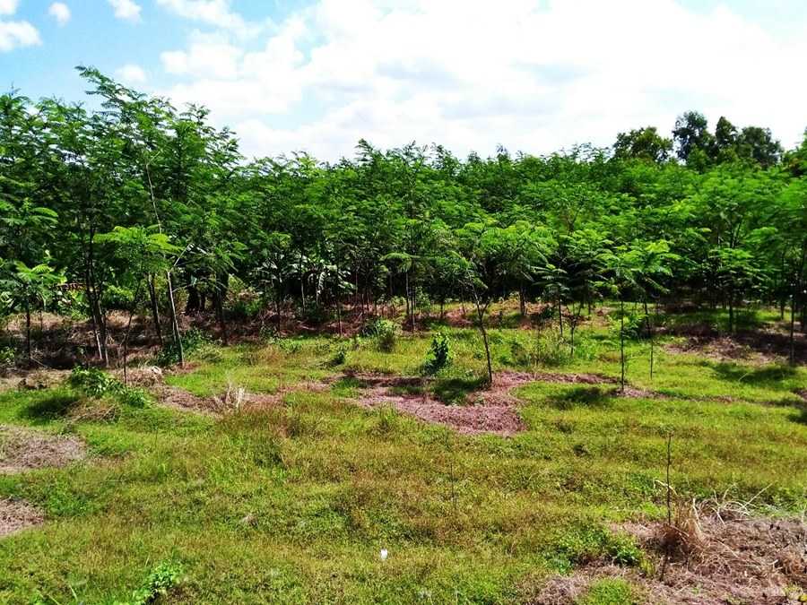 pemeliharaan hutan tanaman rakyat bajra bumi nusantara 5
