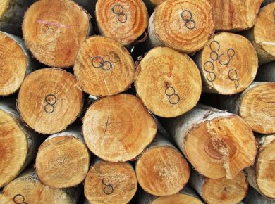 kayu veneer pohon albasia 1