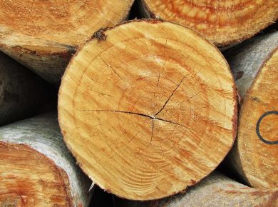 kayu veneer pohon albasia 2