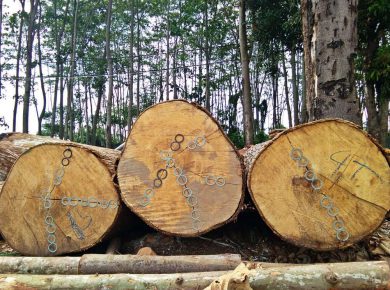 kayu veneer pohon jabon 3