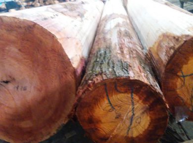 kayu veneer pohon mahoni 1